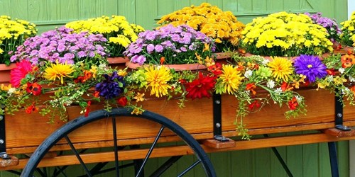 Arrangement en pots avec des fleurs annuelles